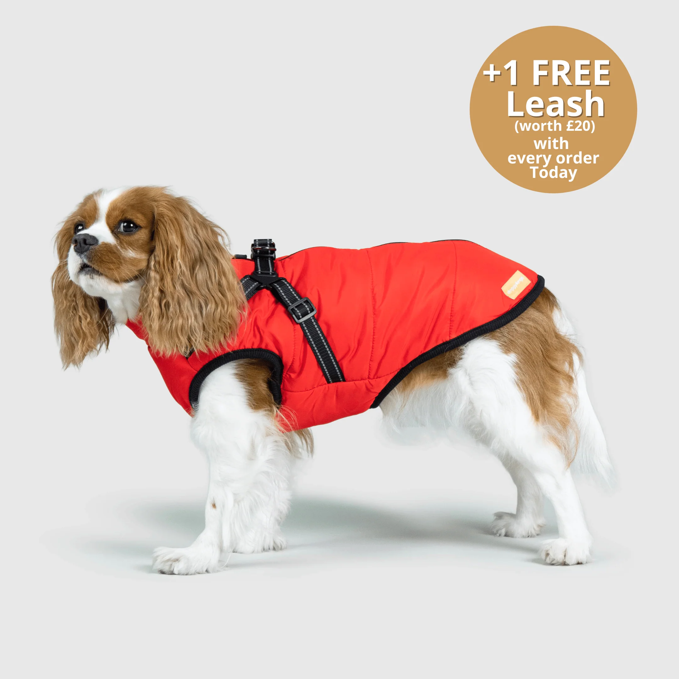 Dog 3 in 1 Jacket